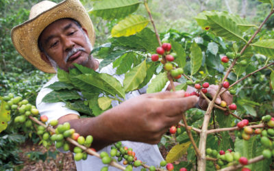 Colombian Coffee The Essential Beginners Guide
